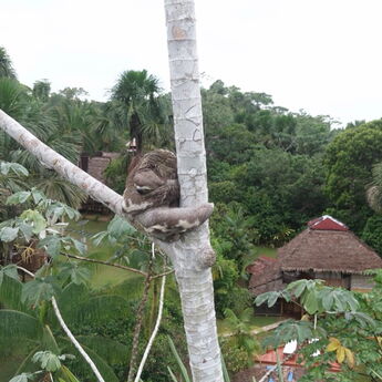 2026 09 23 Amazonas 13