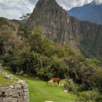 2026 10 02 Machu Picchu 7