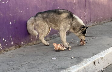01 09 26 Huaraz 16